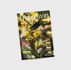 Trybuszon nr 6